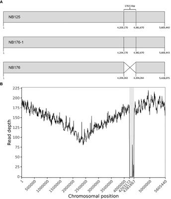 Elucidating the genomic history of commercially used Bacillus thuringiensis subsp. tenebrionis strain NB176